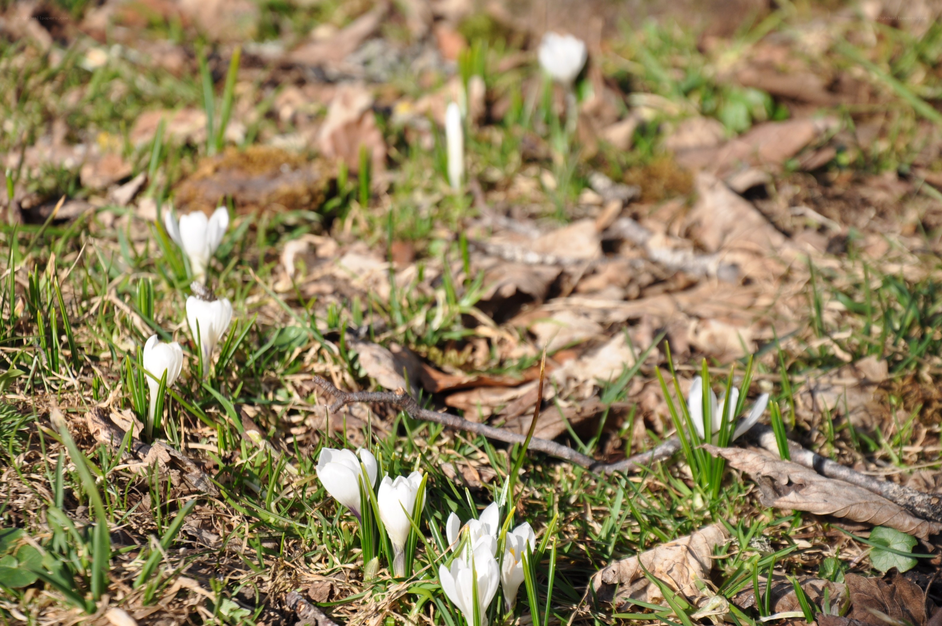 White crocuses in spring