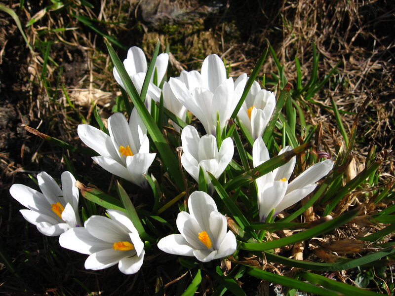 White crocuses in spring