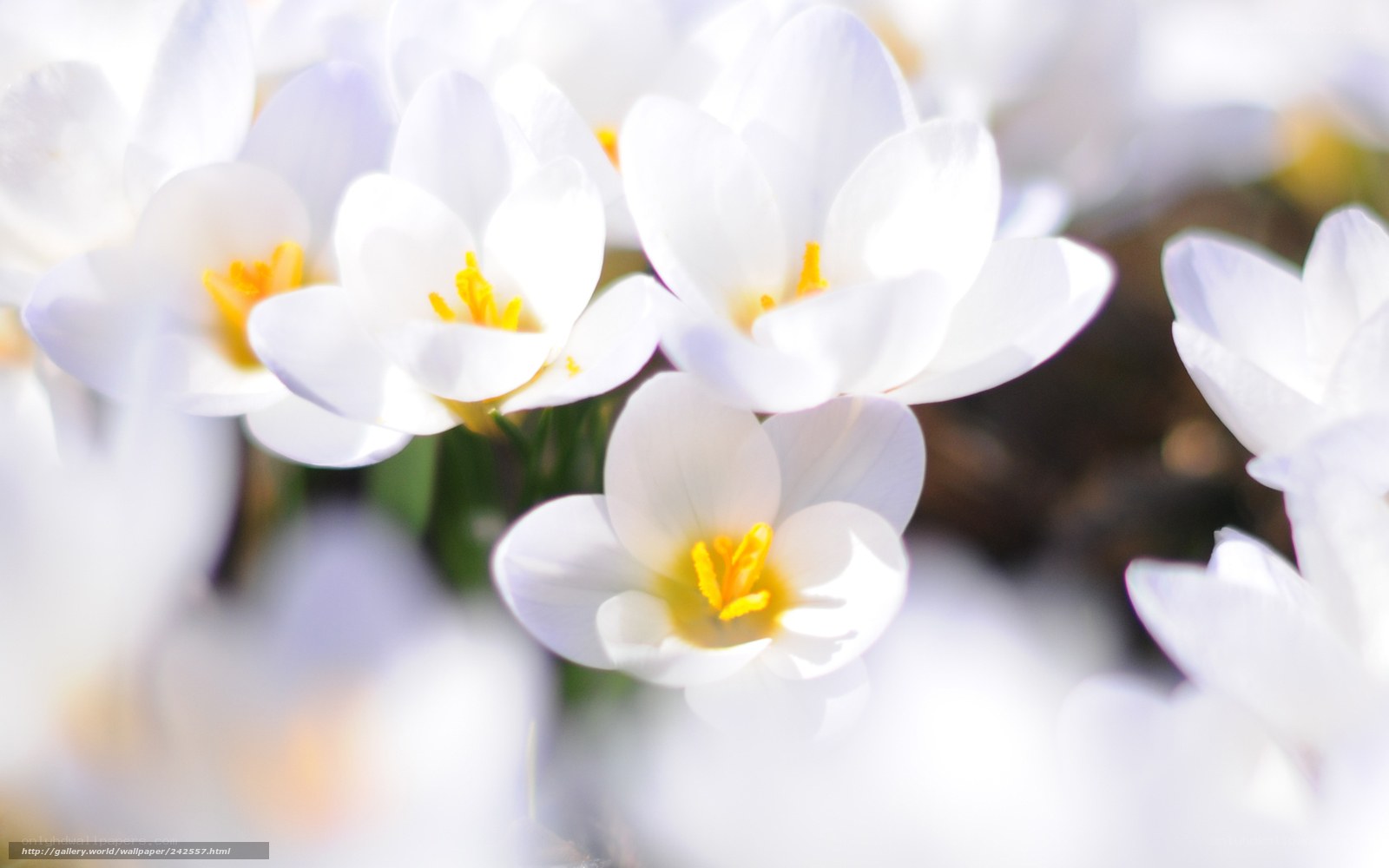 White crocuses in sunlight