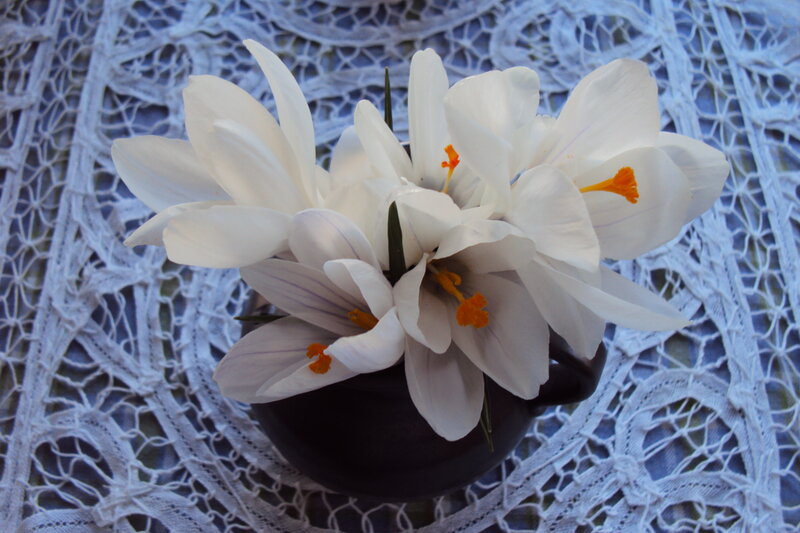 White Crocuses in Vase
