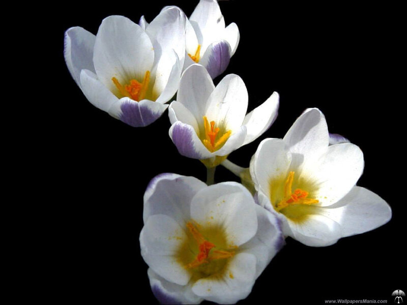 white crocuses on black