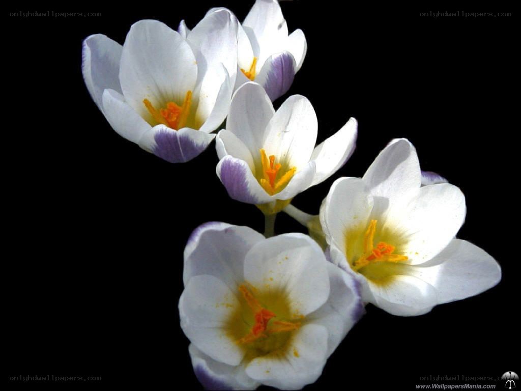 white crocuses on black
