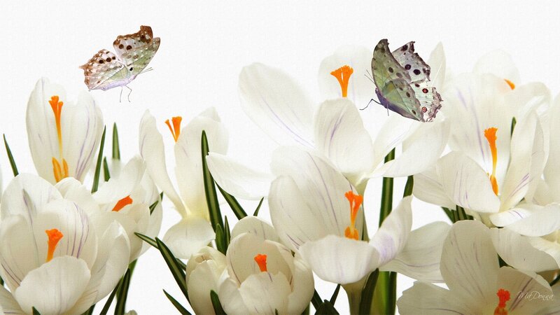 White Crocuses with Butterflies