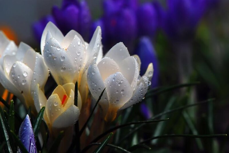 White Crocuses with Dew