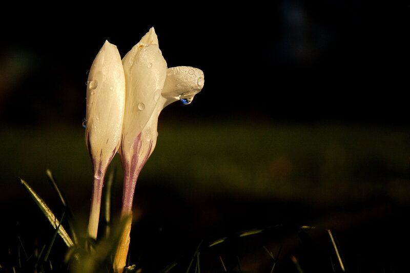 White crocuses with dewdrops