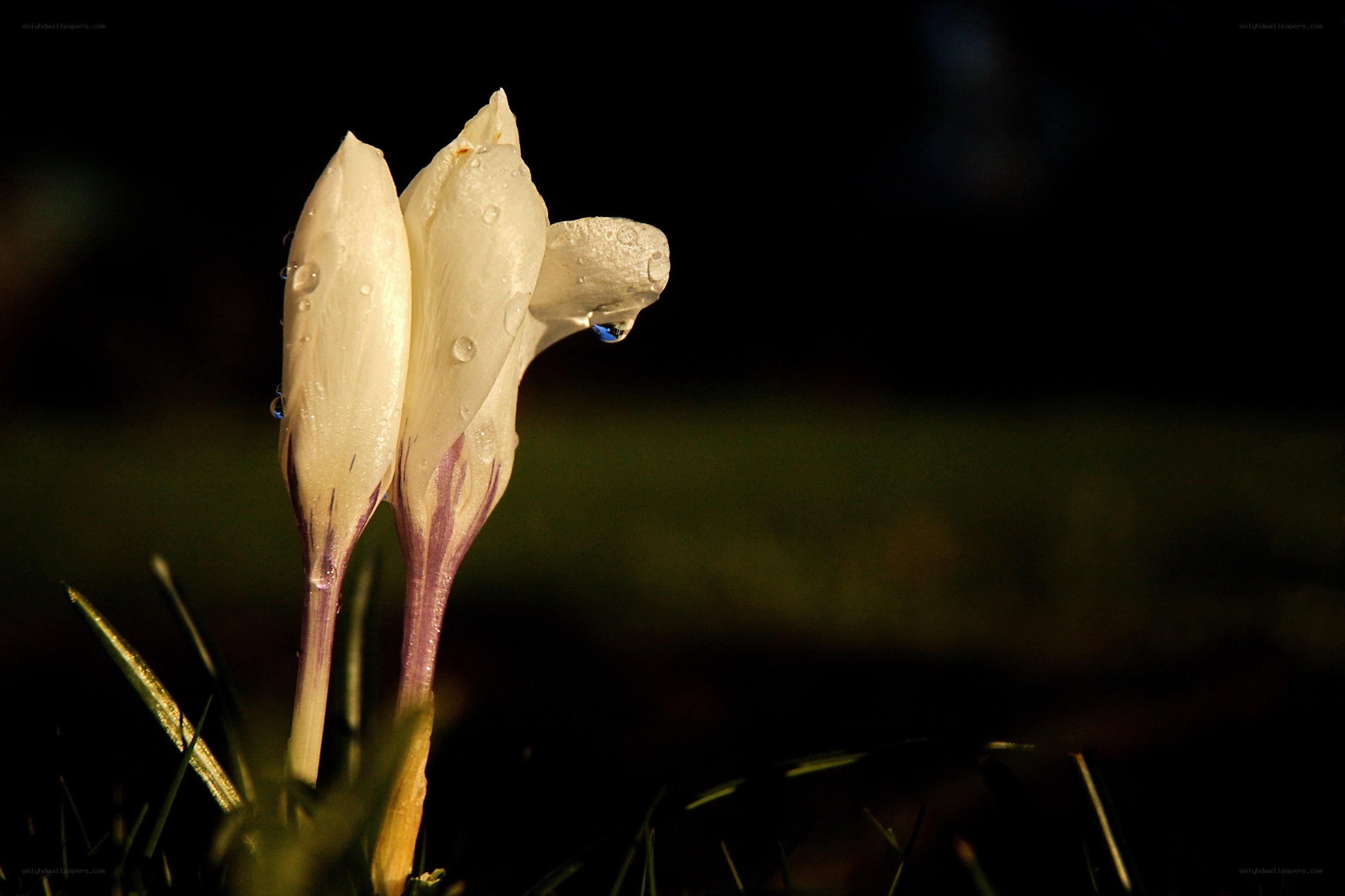 White crocuses with dewdrops