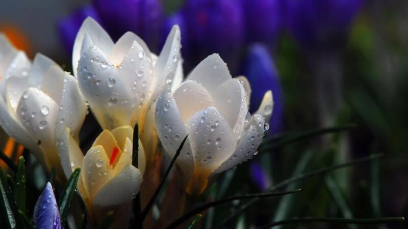 White Crocuses with Water Droplets — Serene