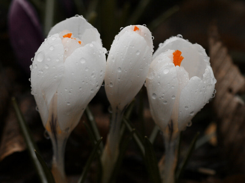 White crocuses with water droplets