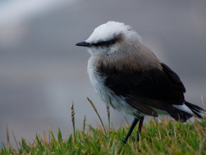 white-crowned bird on grass