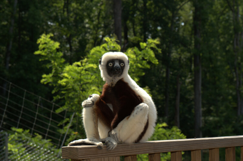 White-crowned lemur on a railing