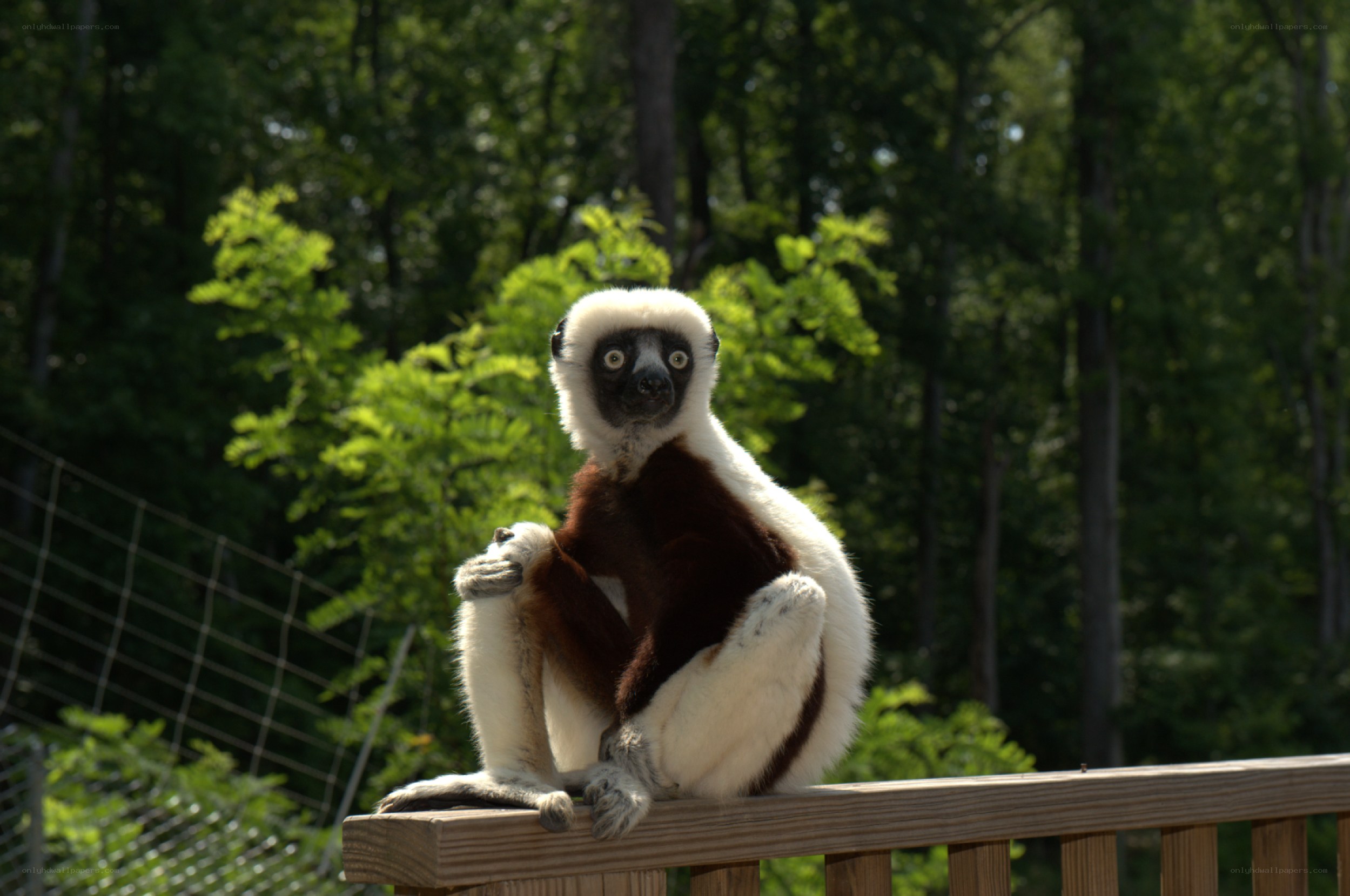 White-crowned lemur on a railing