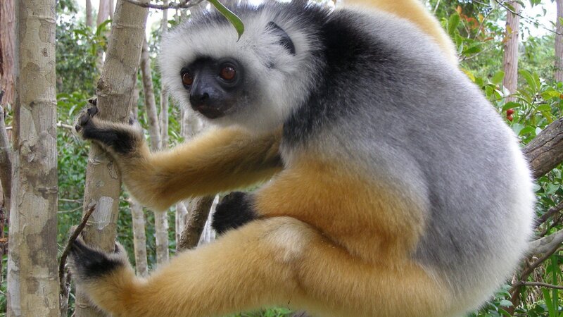 White-crowned lemur on tree