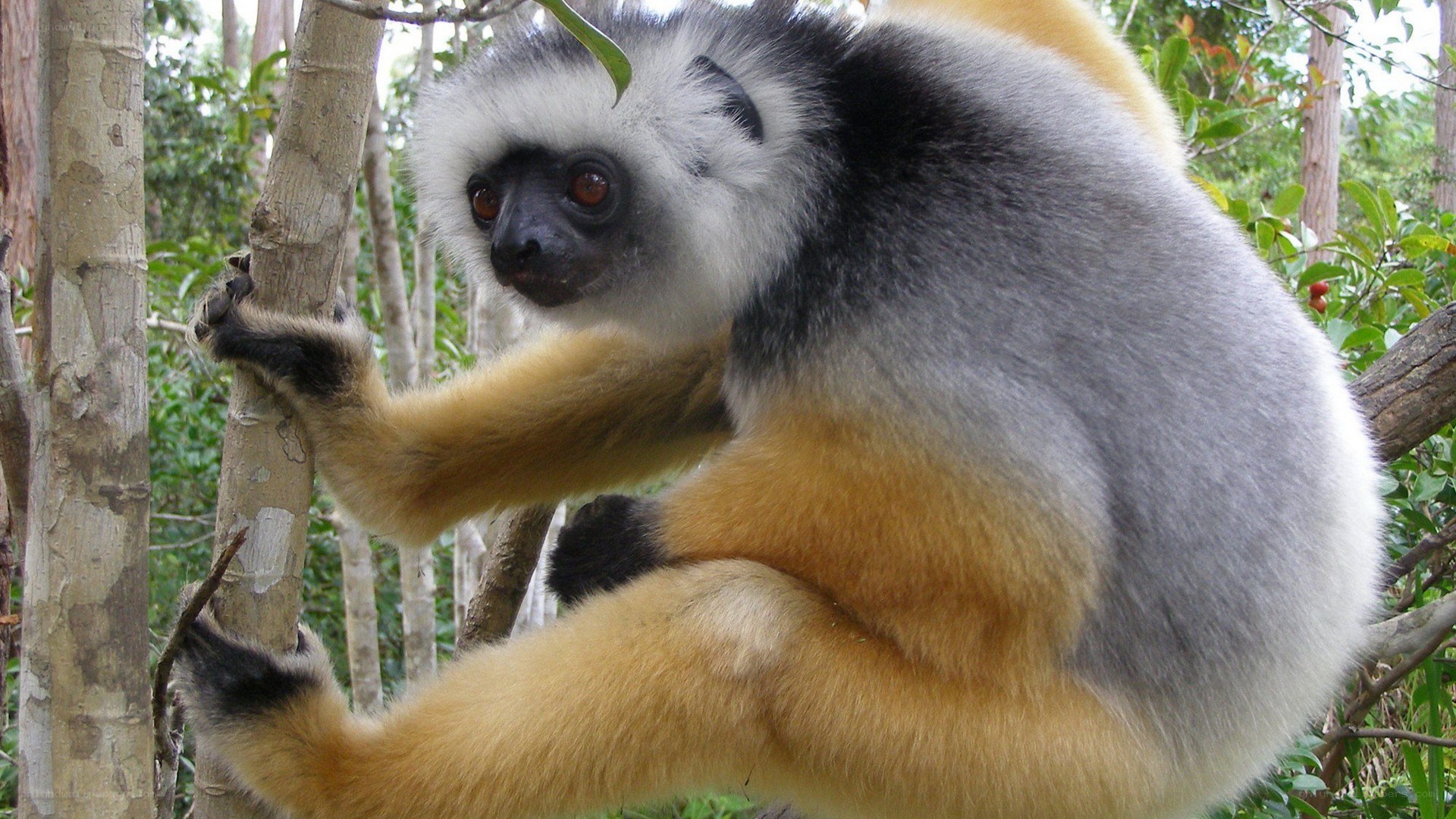 White-crowned lemur on tree