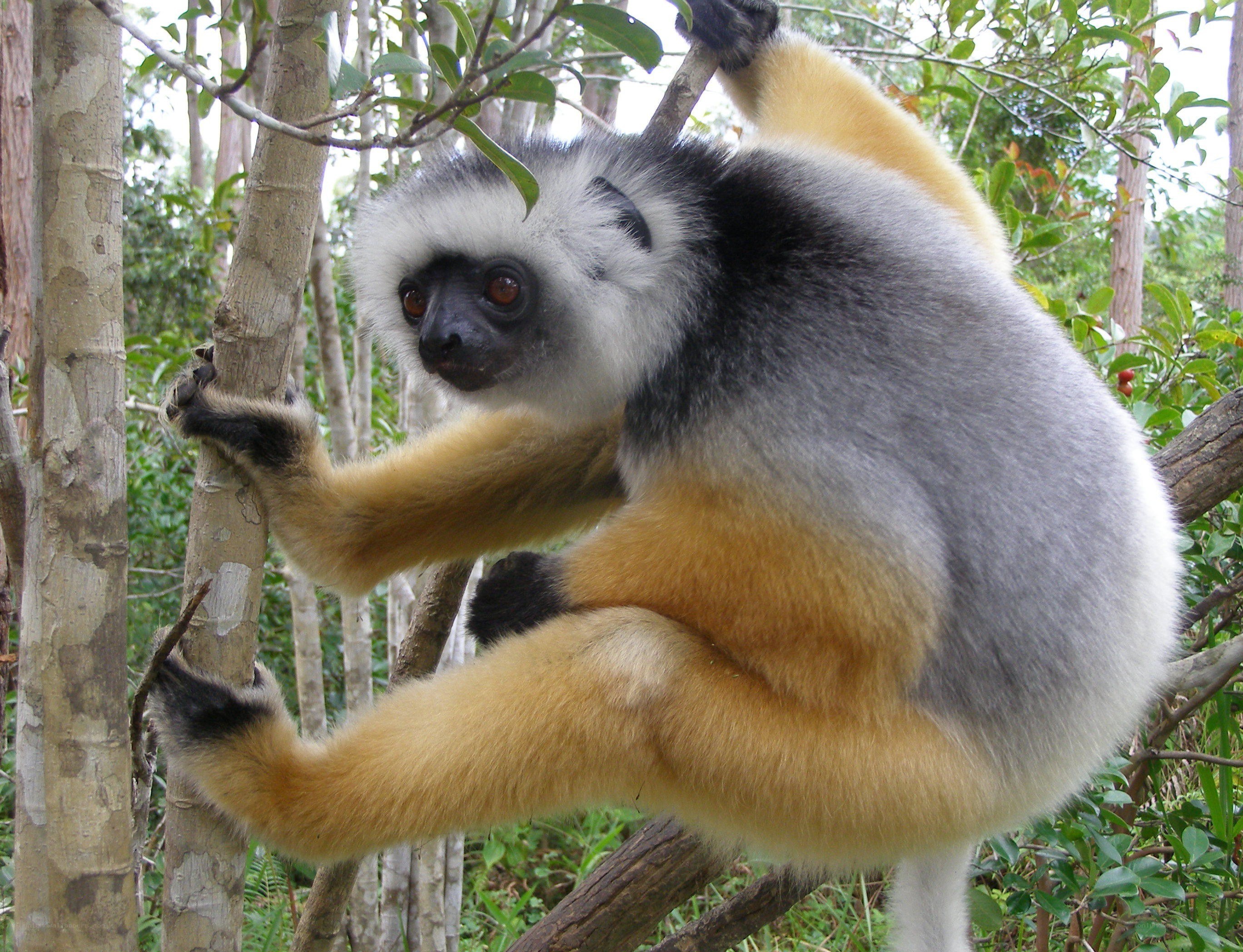 White-crowned sifaka in forest