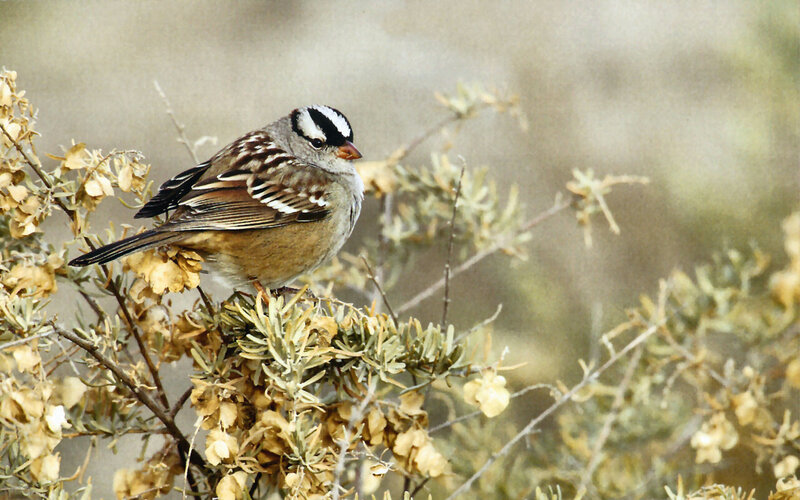 White-crowned Sparrow — Brown