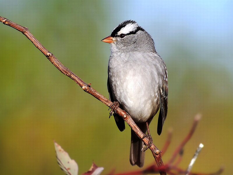 White-crowned Sparrow — Gray, Calm, Afternoon