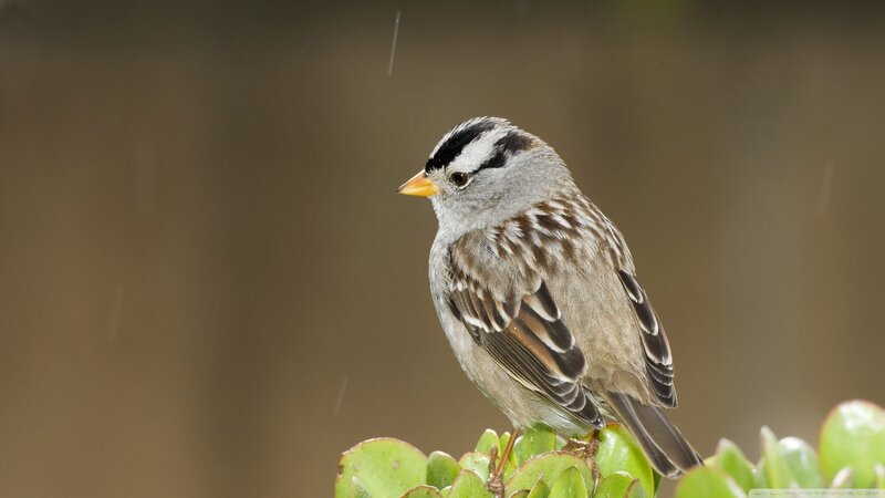 White-crowned Sparrow — Gray, Calm, Photograph