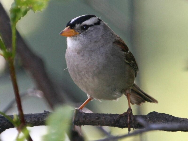 White-crowned Sparrow — Gray, Calm, Spring
