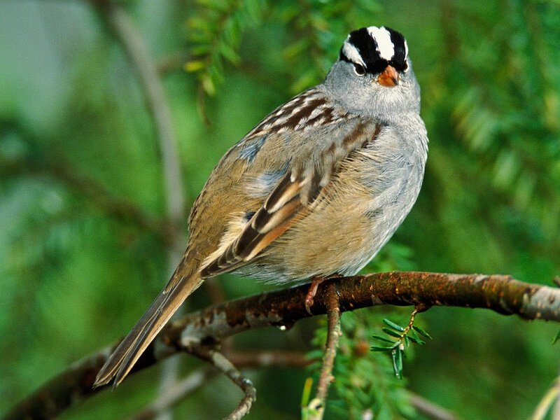 White-crowned Sparrow — Gray, Calm