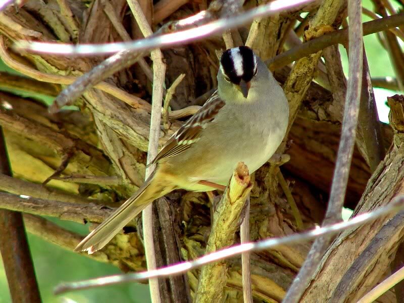 White-crowned Sparrow — Gray