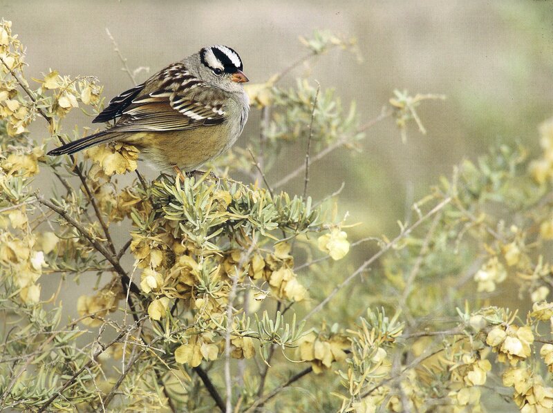 White-crowned Sparrow — Green, Calm, Morning