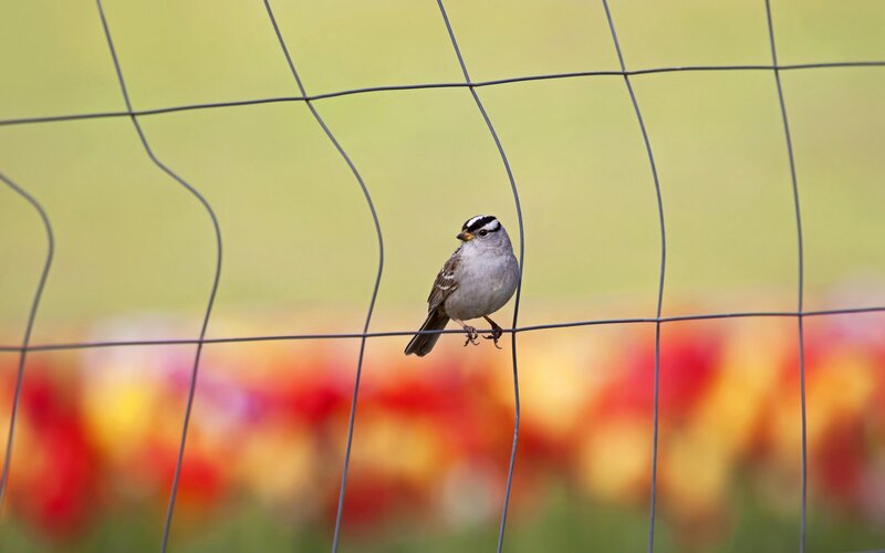 White-crowned Sparrow — Green, Calm, Spring, Photograph