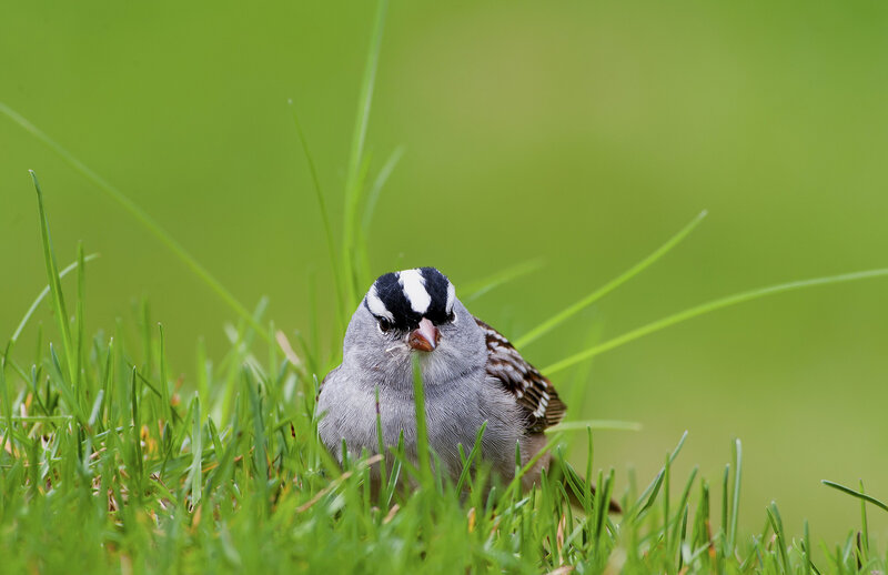 White-crowned Sparrow — Green, Calm, Spring