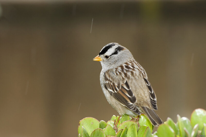 White-crowned Sparrow — Green, Calm