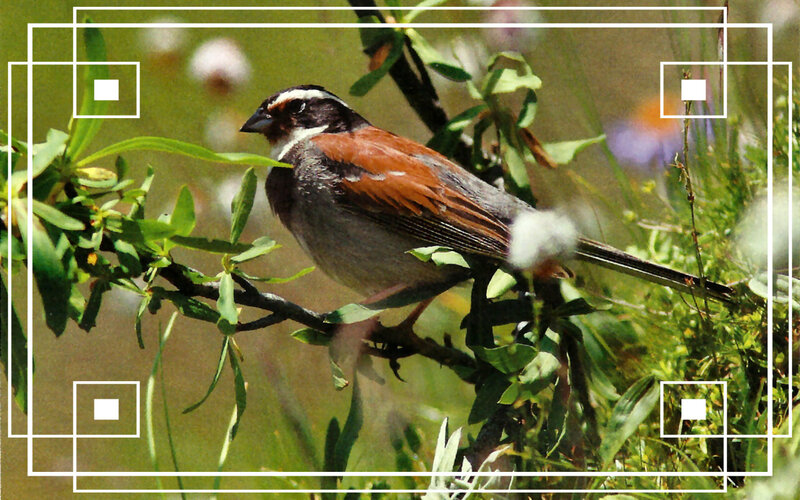 White-crowned Sparrow — Green, Natural
