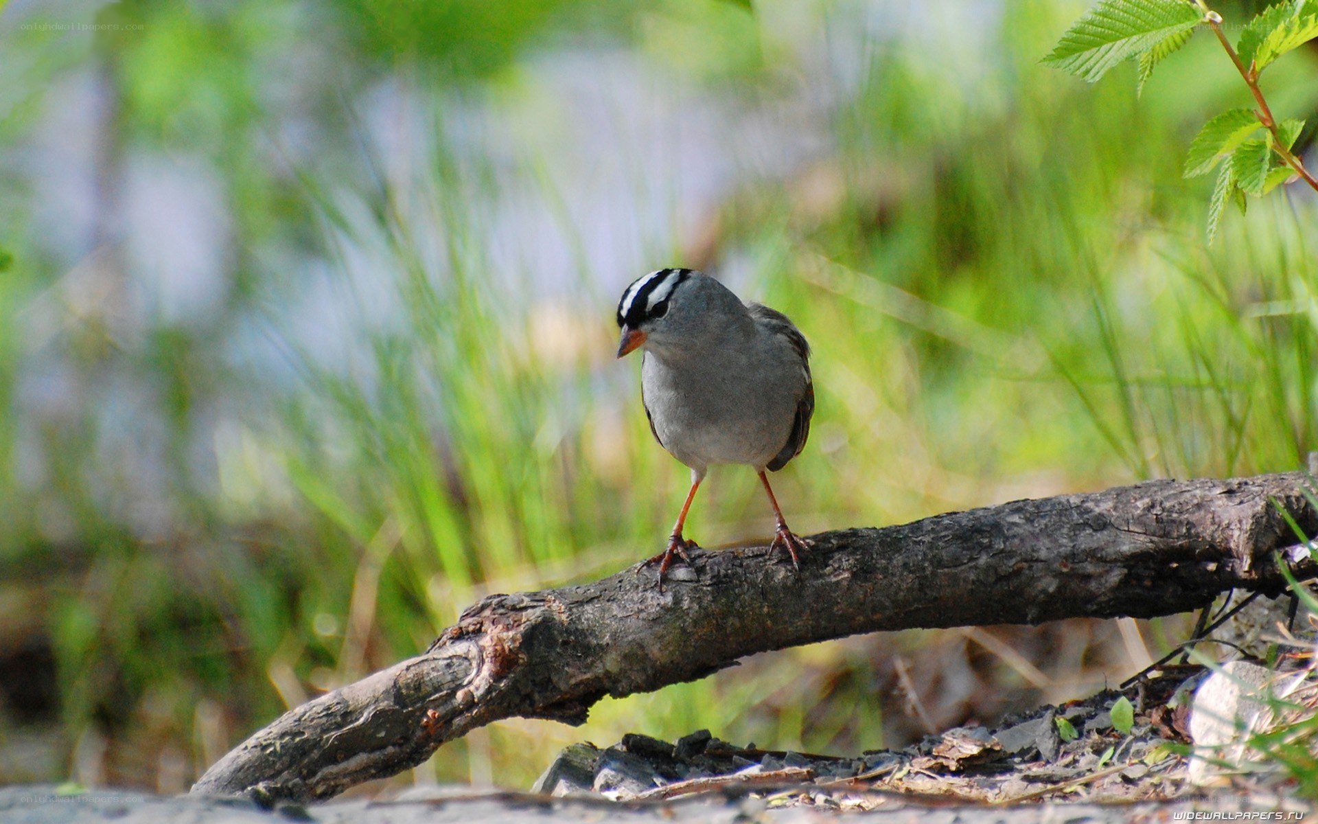 White-crowned sparrow on a branch