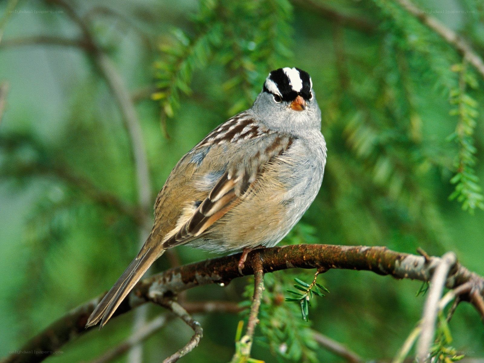 White-crowned sparrow on branch