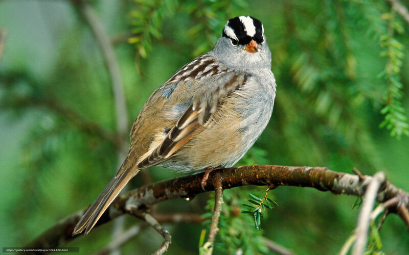 White-crowned sparrow perched