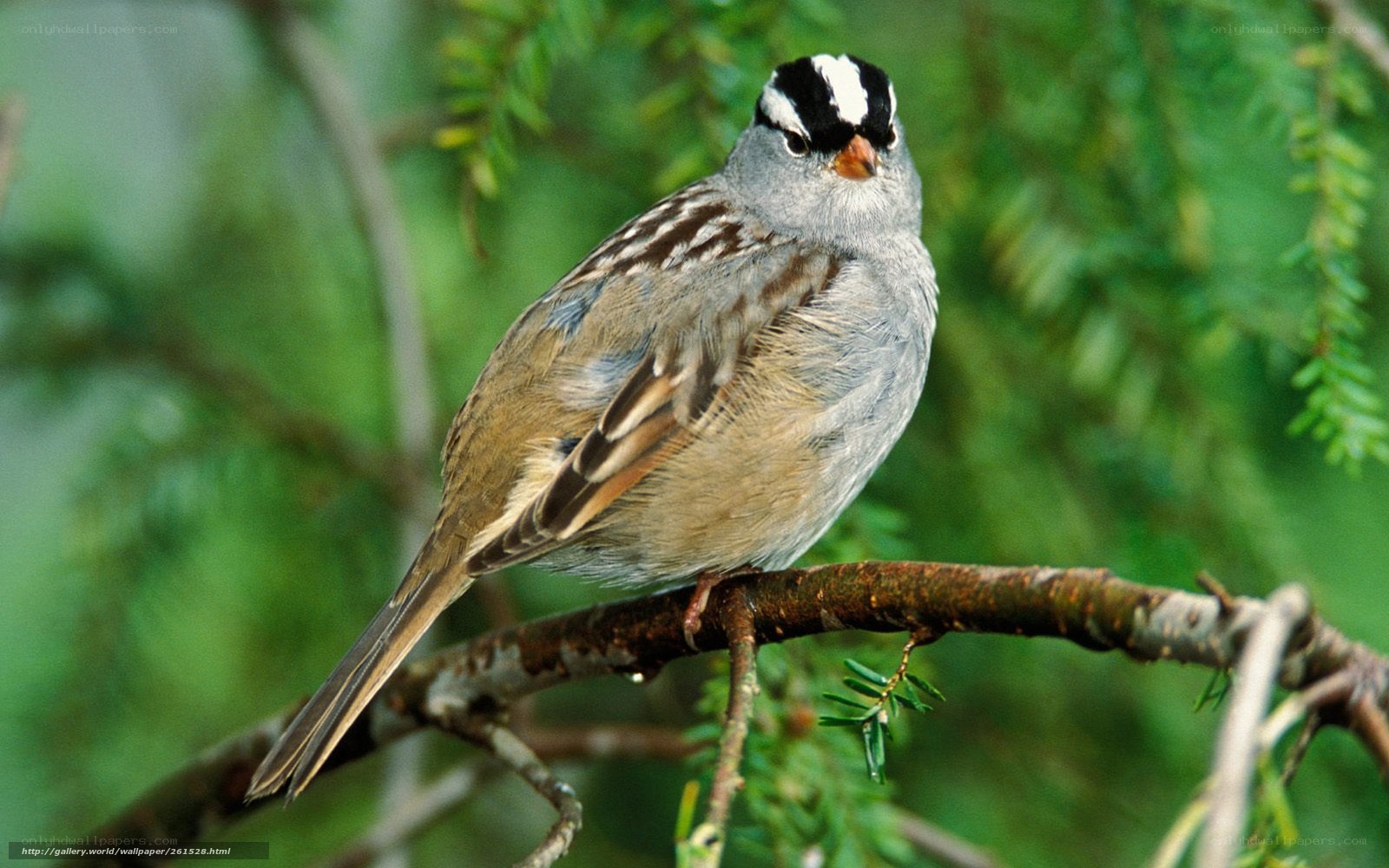 White-crowned sparrow perched