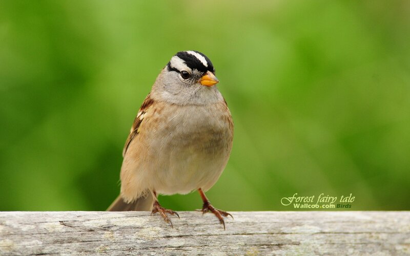 White-crowned sparrow perched