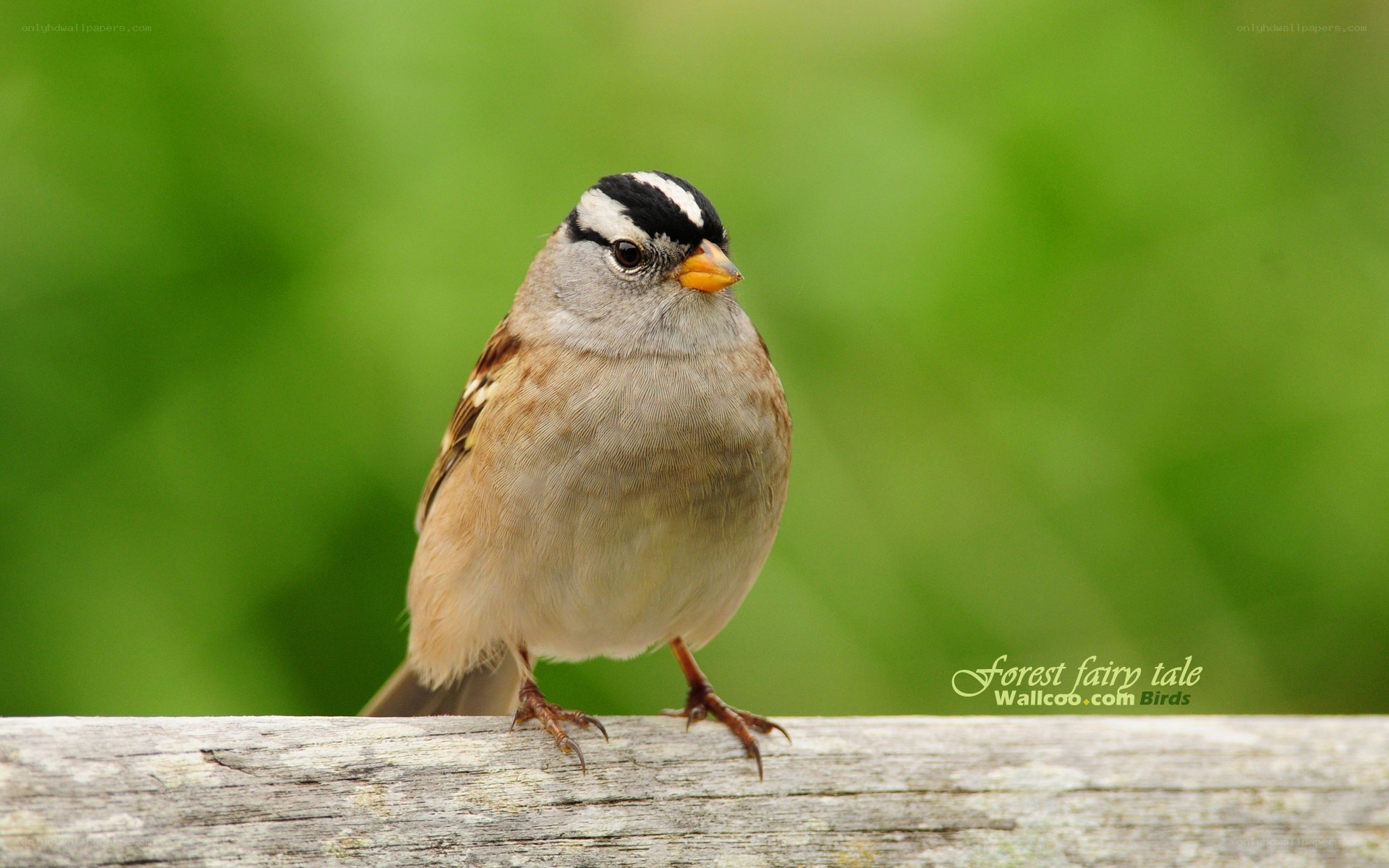White-crowned sparrow perched