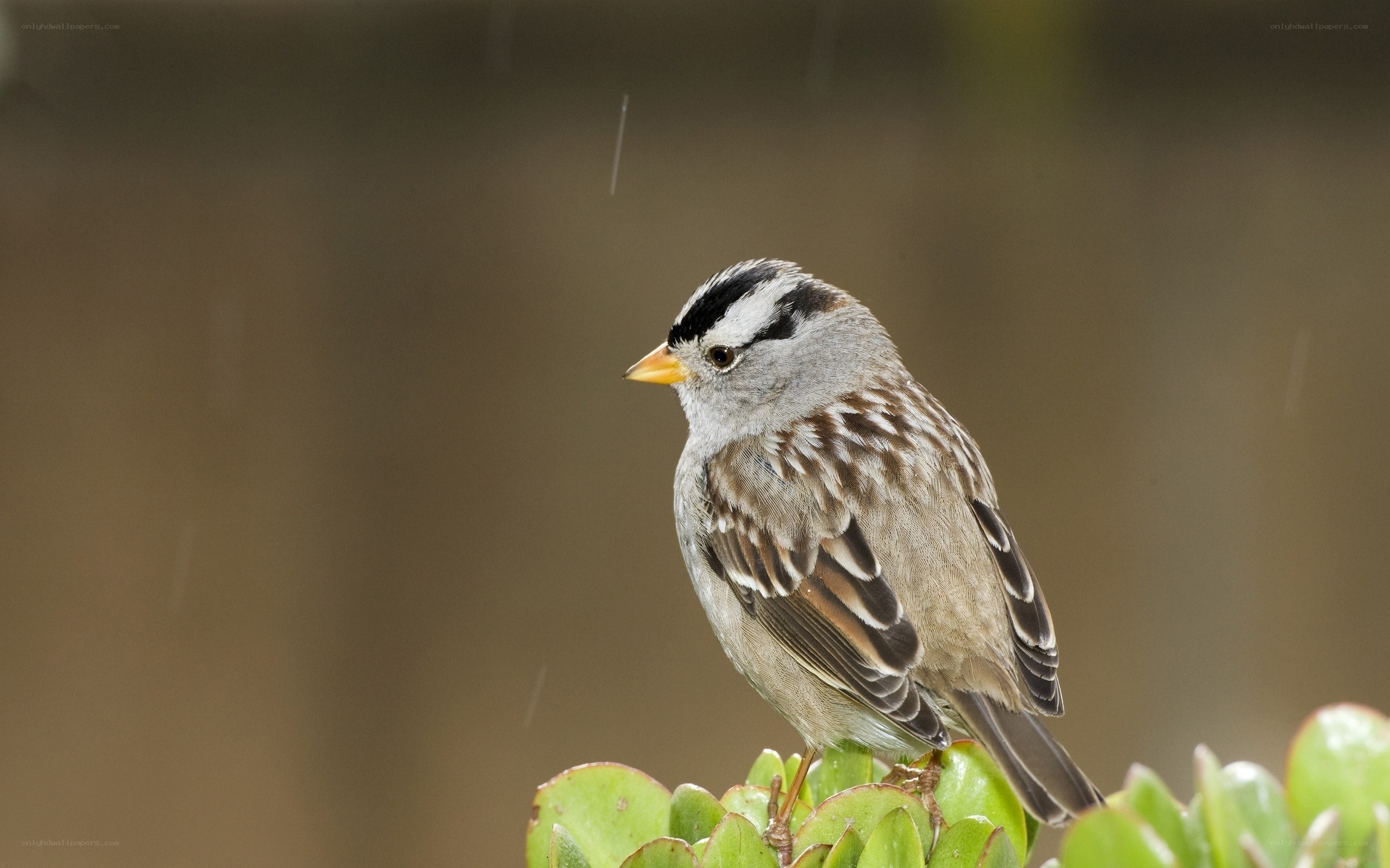 White-crowned sparrow perched