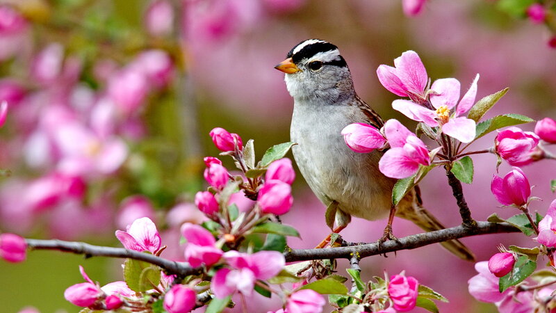 White-crowned Sparrow — Pink, Serene, Spring, Photograph, Pink Flowers, Branch