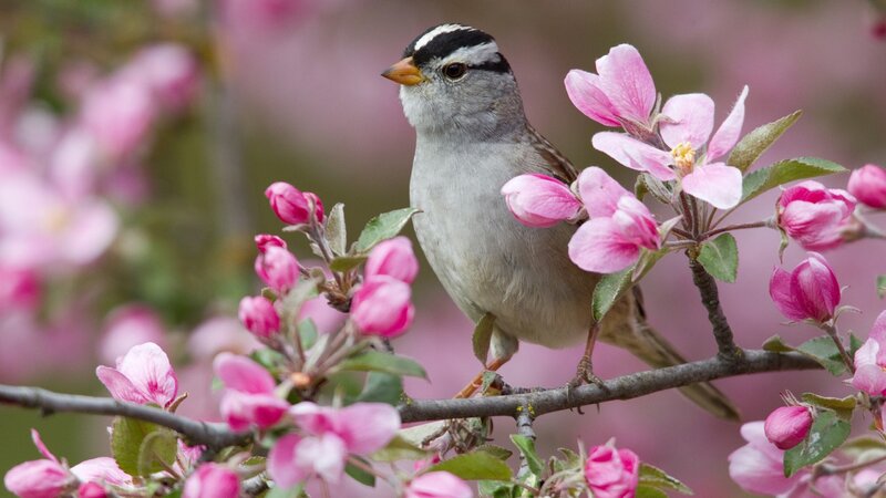 White-crowned Sparrow — Pink, Serene, Spring, Photograph