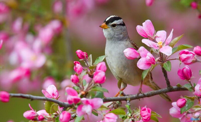 White-crowned Sparrow — Pink, Serene, Spring