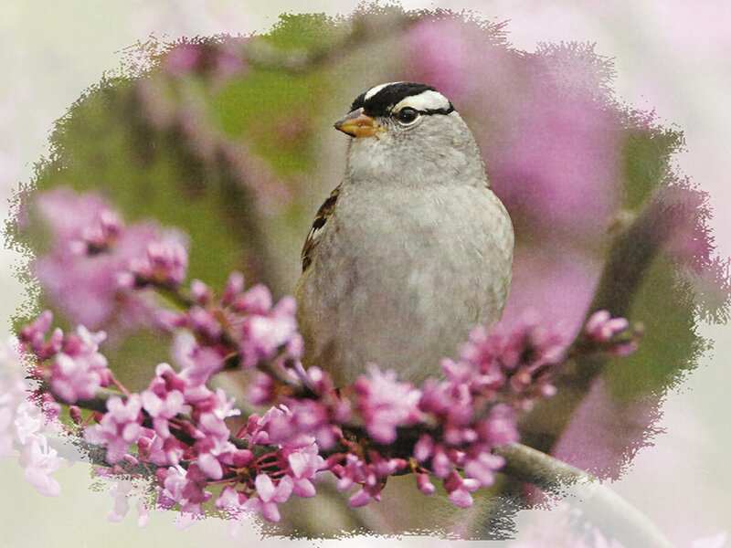 White-crowned Sparrow — Pink
