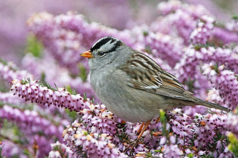 White-crowned Sparrow — Purple