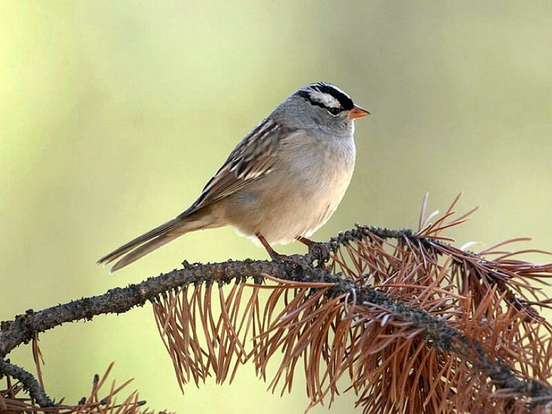 White-crowned Sparrow