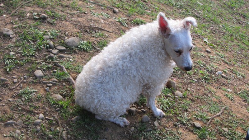 White Curly-haired Dog