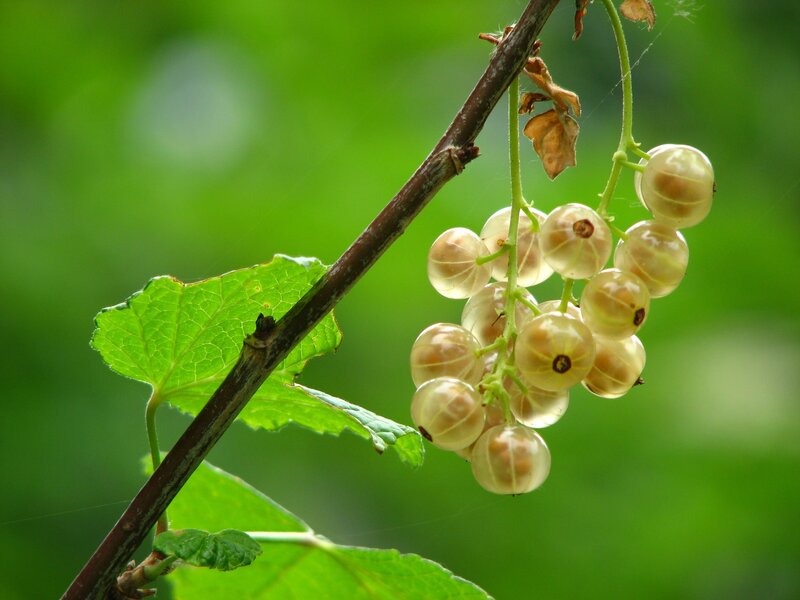 White currants on a branch