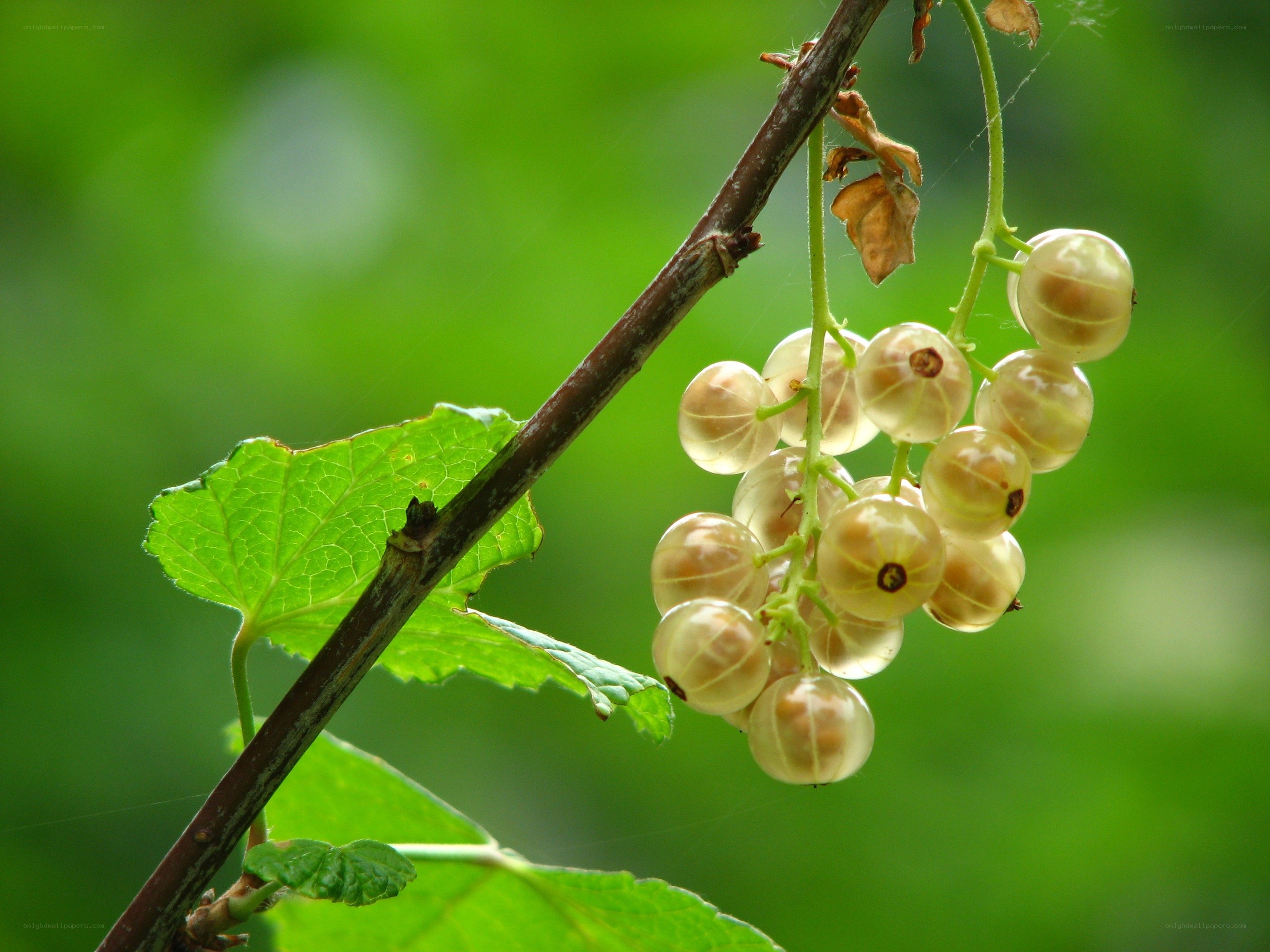 White currants on a branch