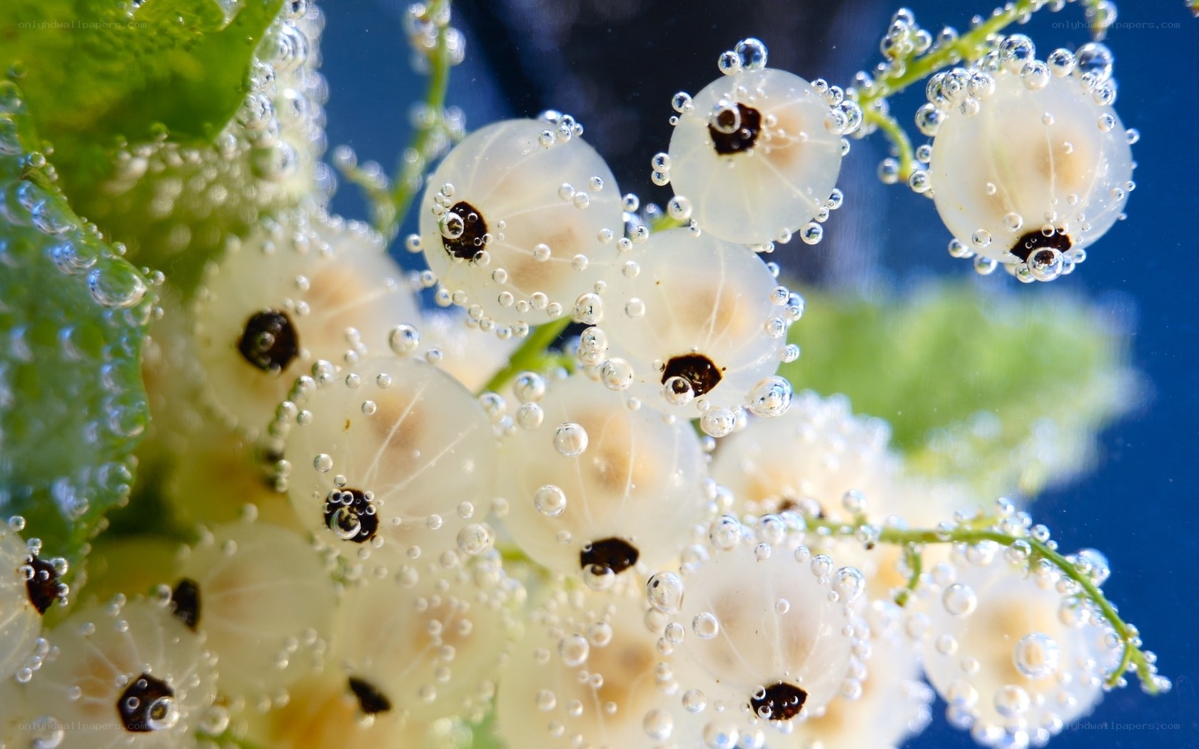 White currants under water