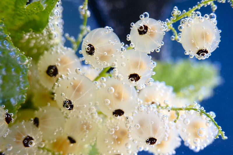 White Currants Underwater — Blue