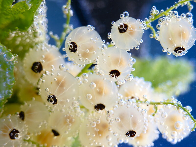 White Currants Underwater — Serene