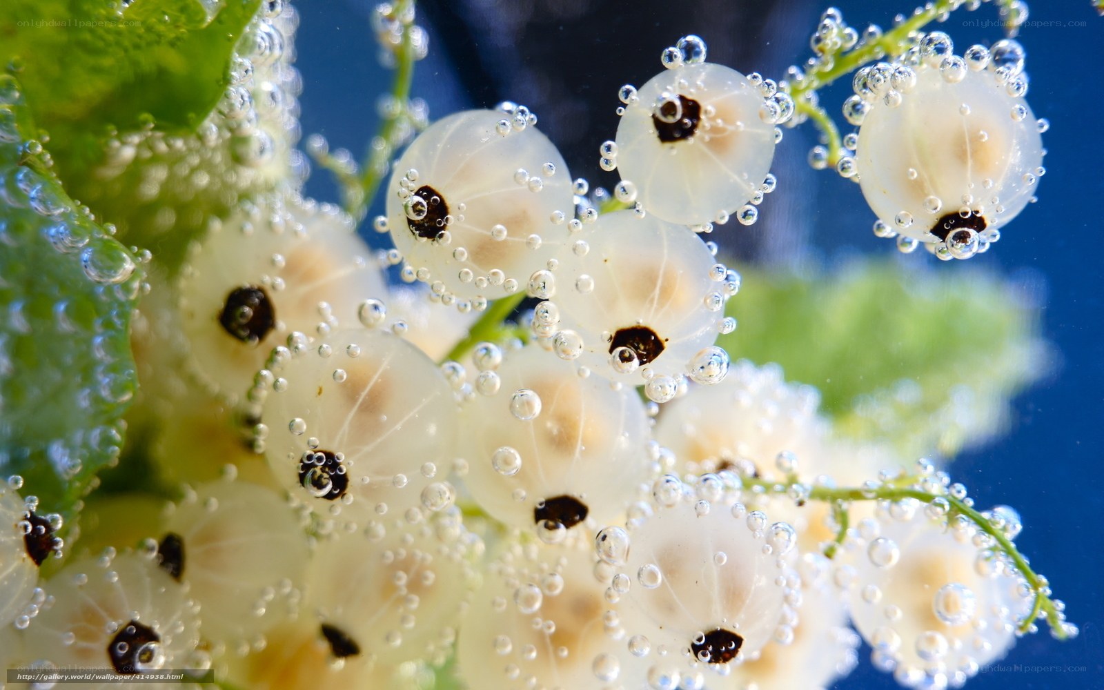 White currants underwater