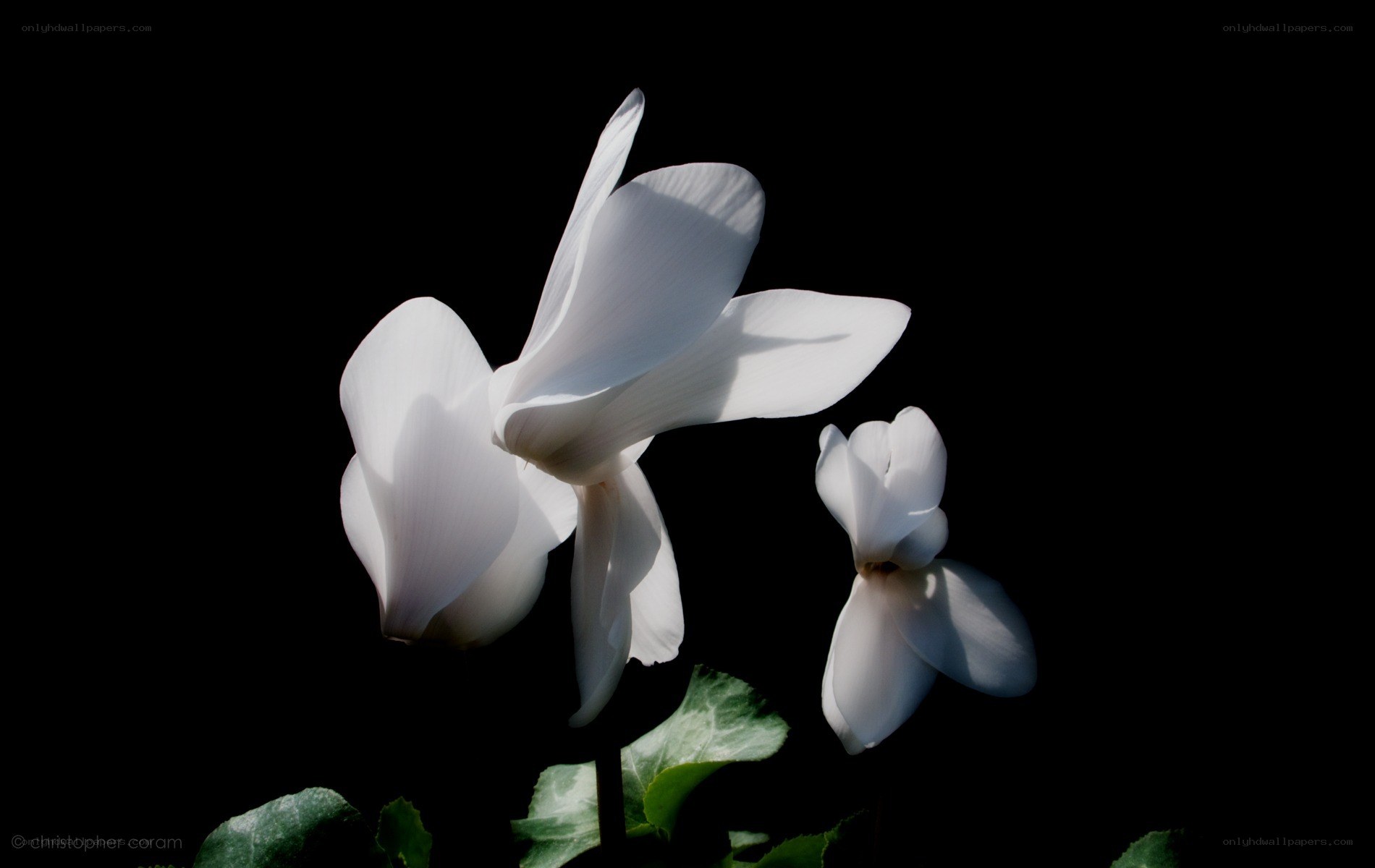 White cyclamen flowers